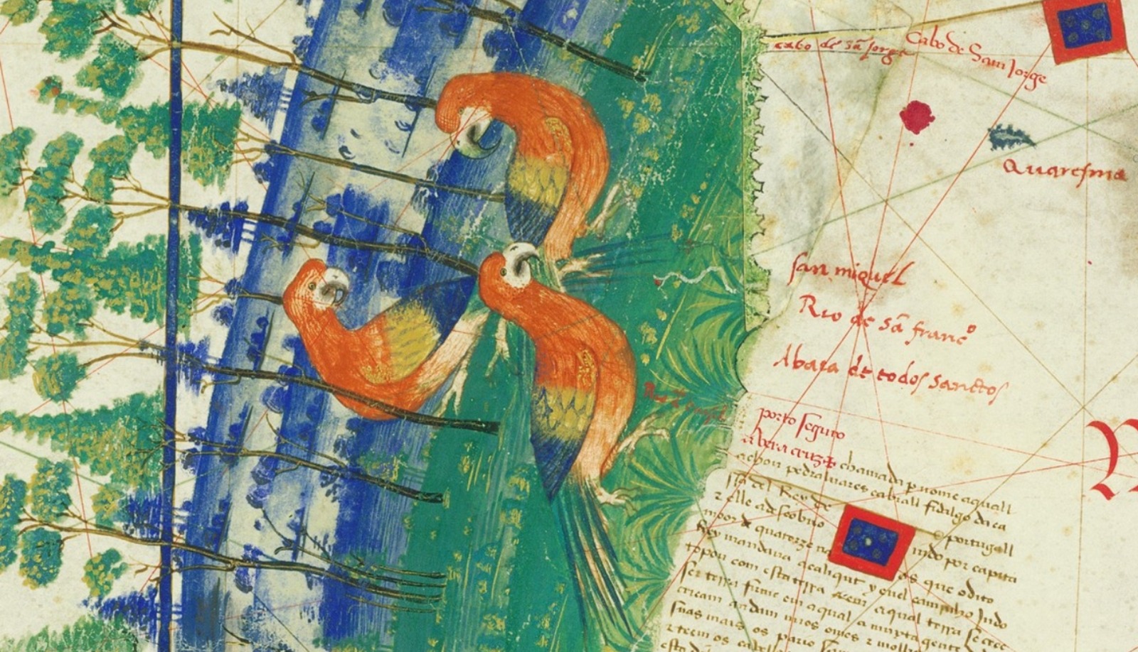 Trecho de mapa histórico ilustrado. À esquerda, três araras vermelhas pousam entre árvores representadas em tons de verde e azul. À direita, aparecem linhas cartográficas, anotações manuscritas em vermelho e preto e pequenos símbolos geométricos.